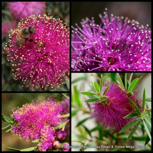 Melaleuca Hot Pink x 1 Plant Flowering Shrubs Honey Myrtle Hardy Native Hedge Screen Hedge Screening Hedging Border fulgens